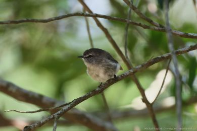 Stízlikovec hndý (Gerygone mouki)