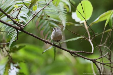 Stízlikovec hndý (Gerygone mouki)