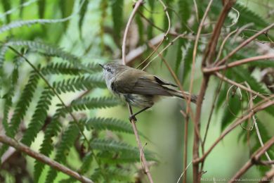 Stízlikovec hndý (Gerygone mouki)
