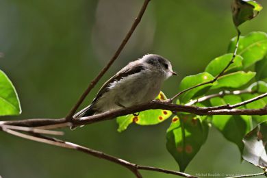 Stízlikovec hndý (Gerygone mouki)