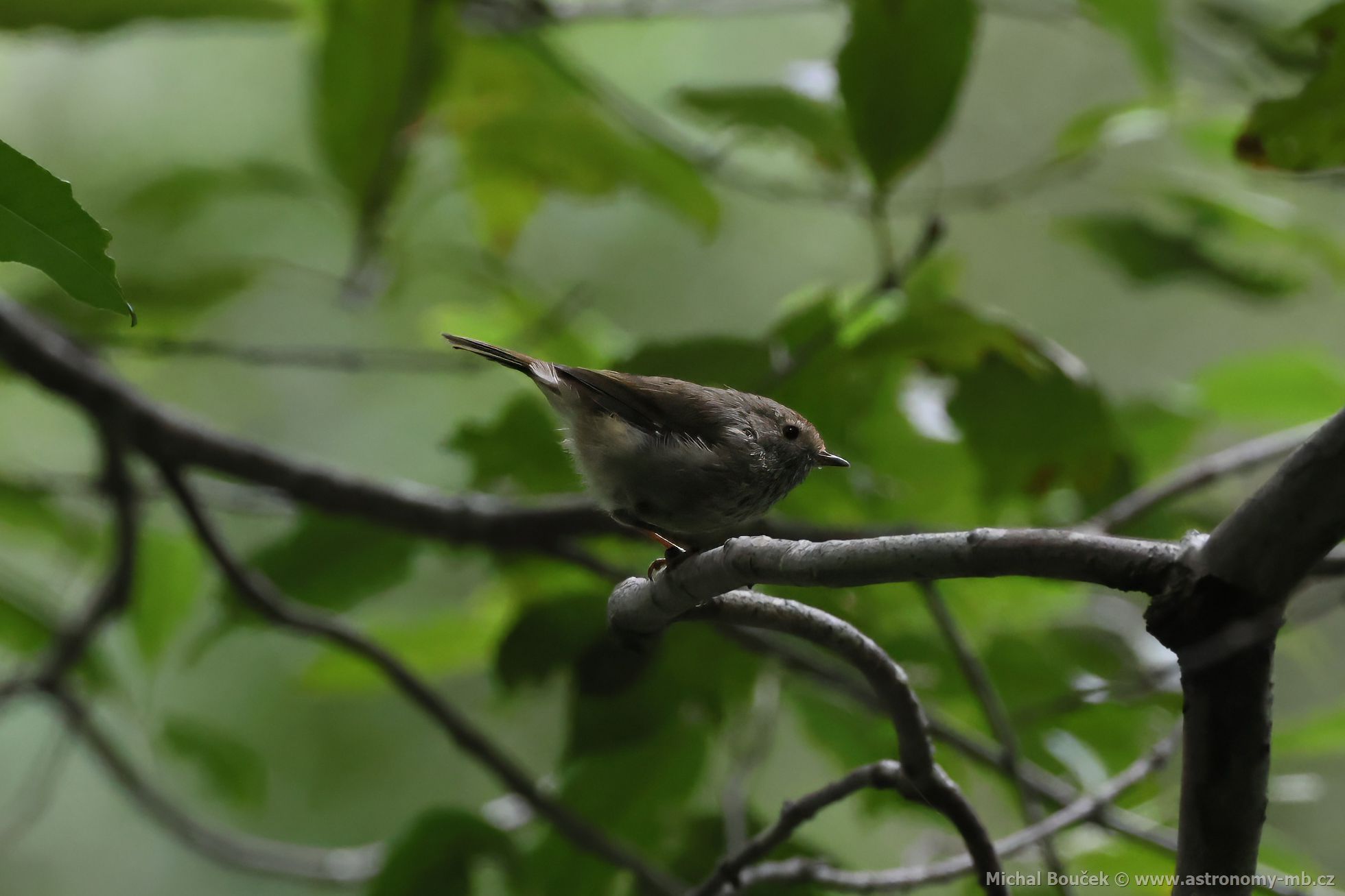 Stízlíkovec rudooký (Acanthiza pusilla)