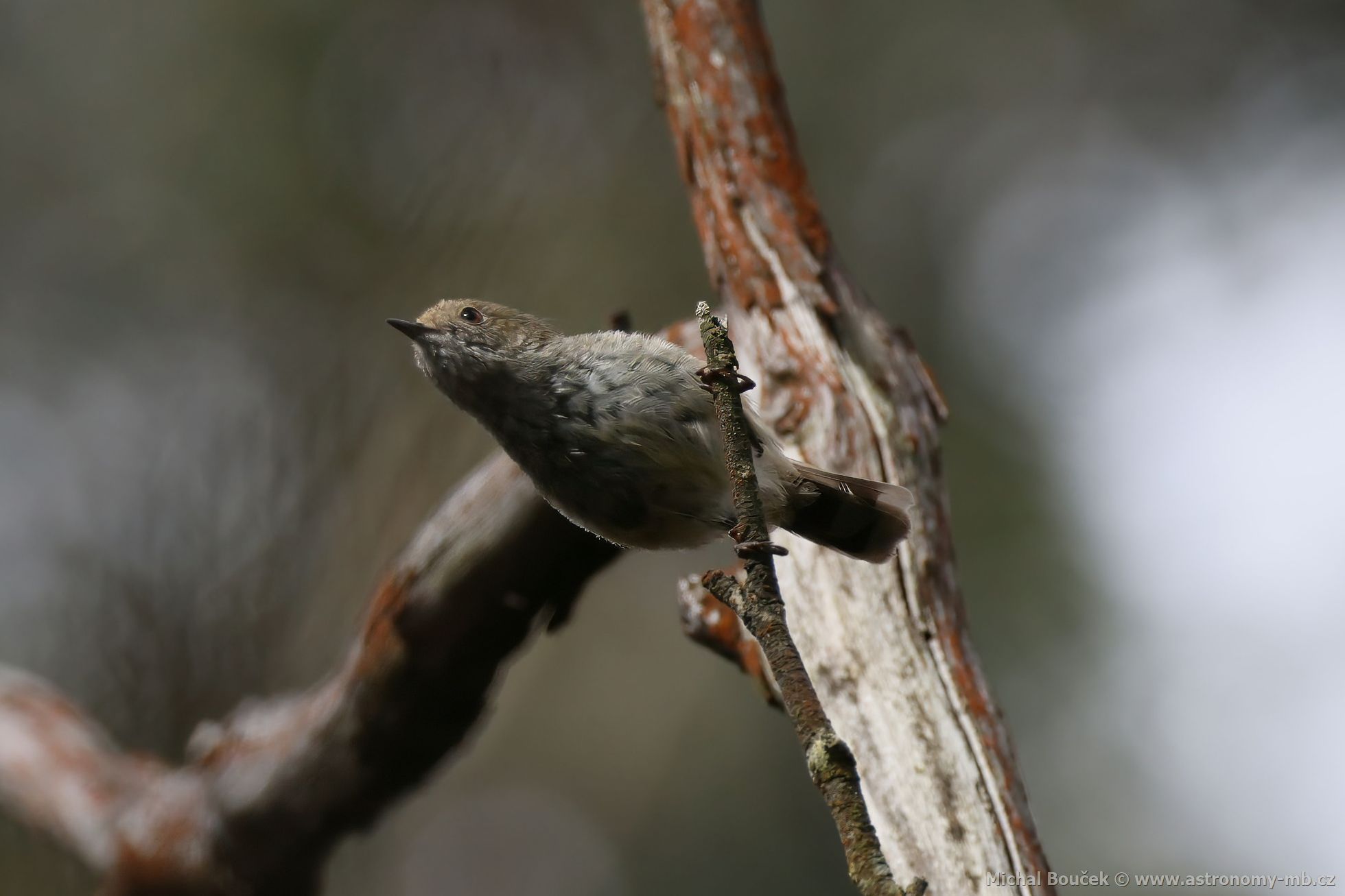 Stízlíkovec rudooký (Acanthiza pusilla)