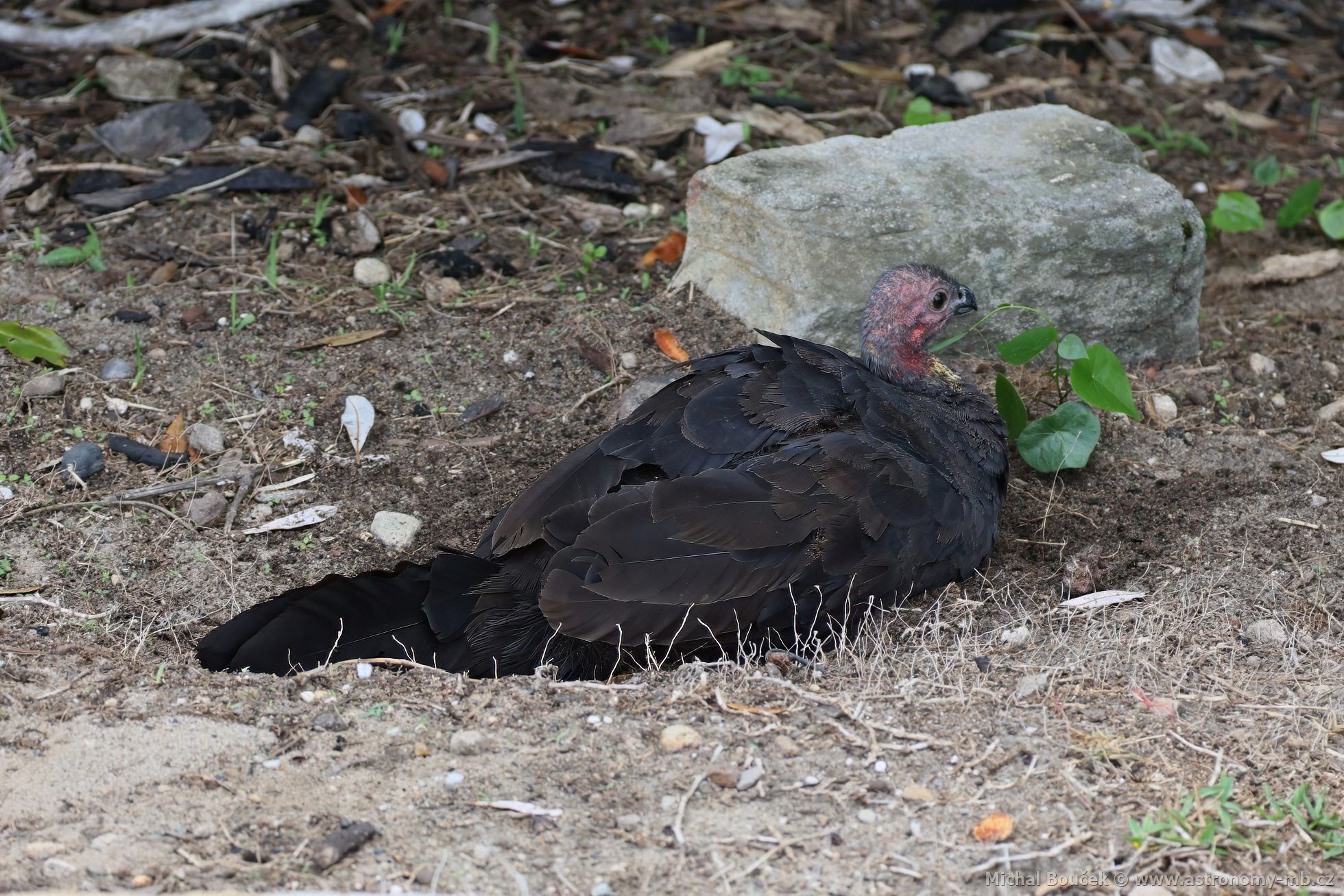 Tabon lesní (Alectura lathami)