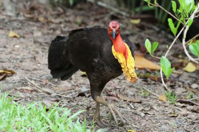 Tabon lesní (Alectura lathami)