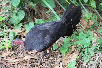 Tabon lesní (Alectura lathami)