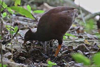 Tabon oranovonohý (Megapodius reinwardt)