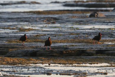 Ústiník australský (Haematopus fuliginosus)