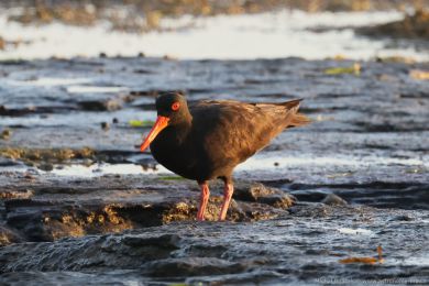 Ústiník australský (Haematopus fuliginosus)
