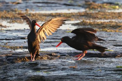 Ústiník australský (Haematopus fuliginosus)