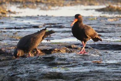 Ústiník australský (Haematopus fuliginosus)