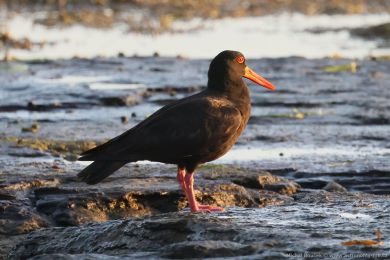 Ústiník australský (Haematopus fuliginosus)