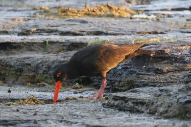 Ústiník australský (Haematopus fuliginosus)