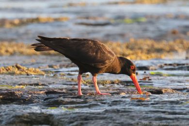 Ústiník australský (Haematopus fuliginosus)
