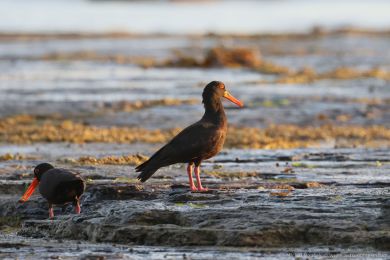 Ústiník australský (Haematopus fuliginosus)