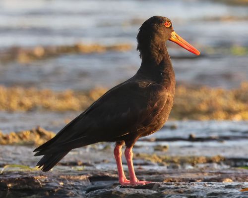 Ústiník australský (Haematopus fuliginosus)