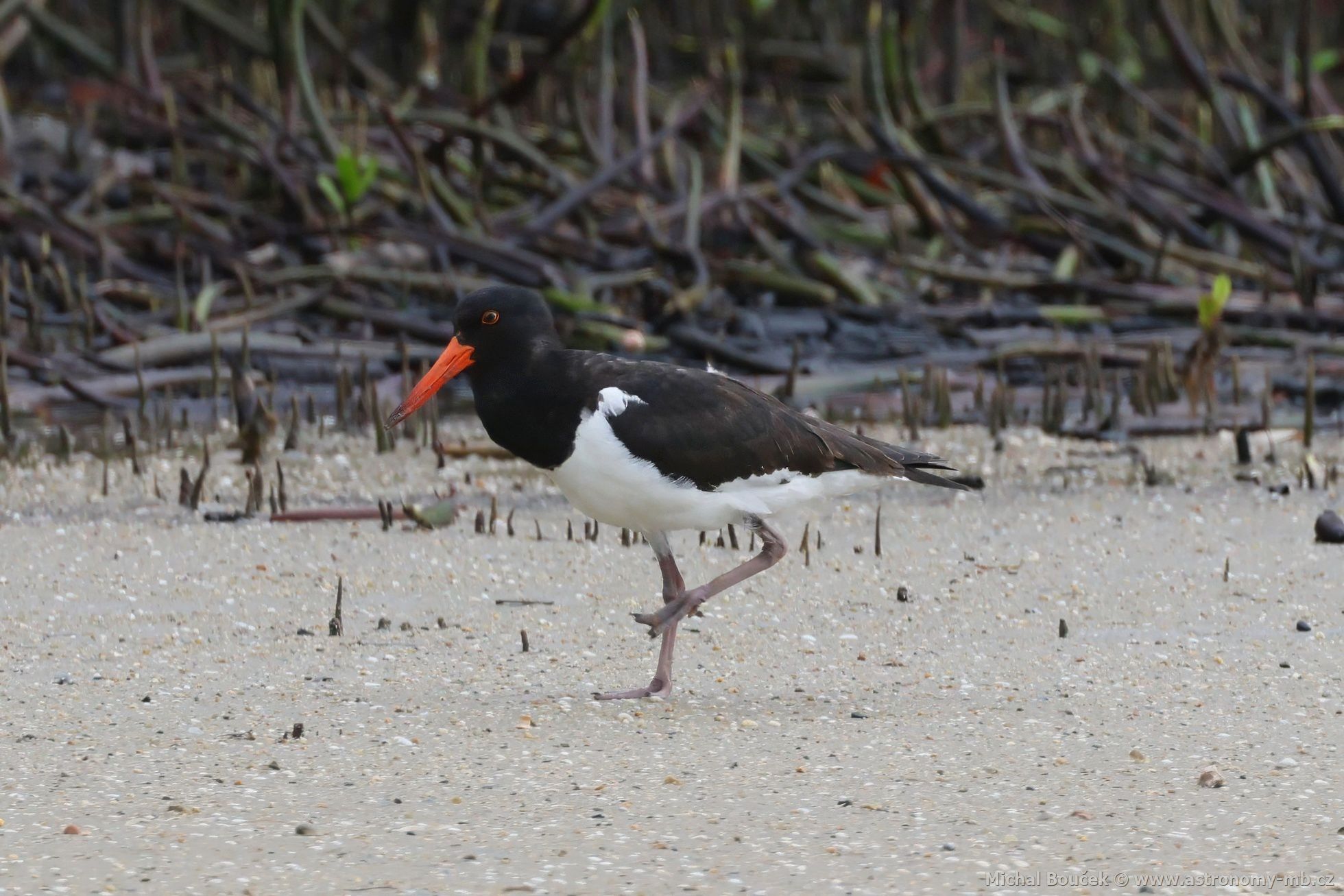 Ústiník dlouhozobý (Haematopus longirostris)