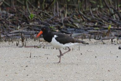 Ústiník dlouhozobý (Haematopus longirostris)