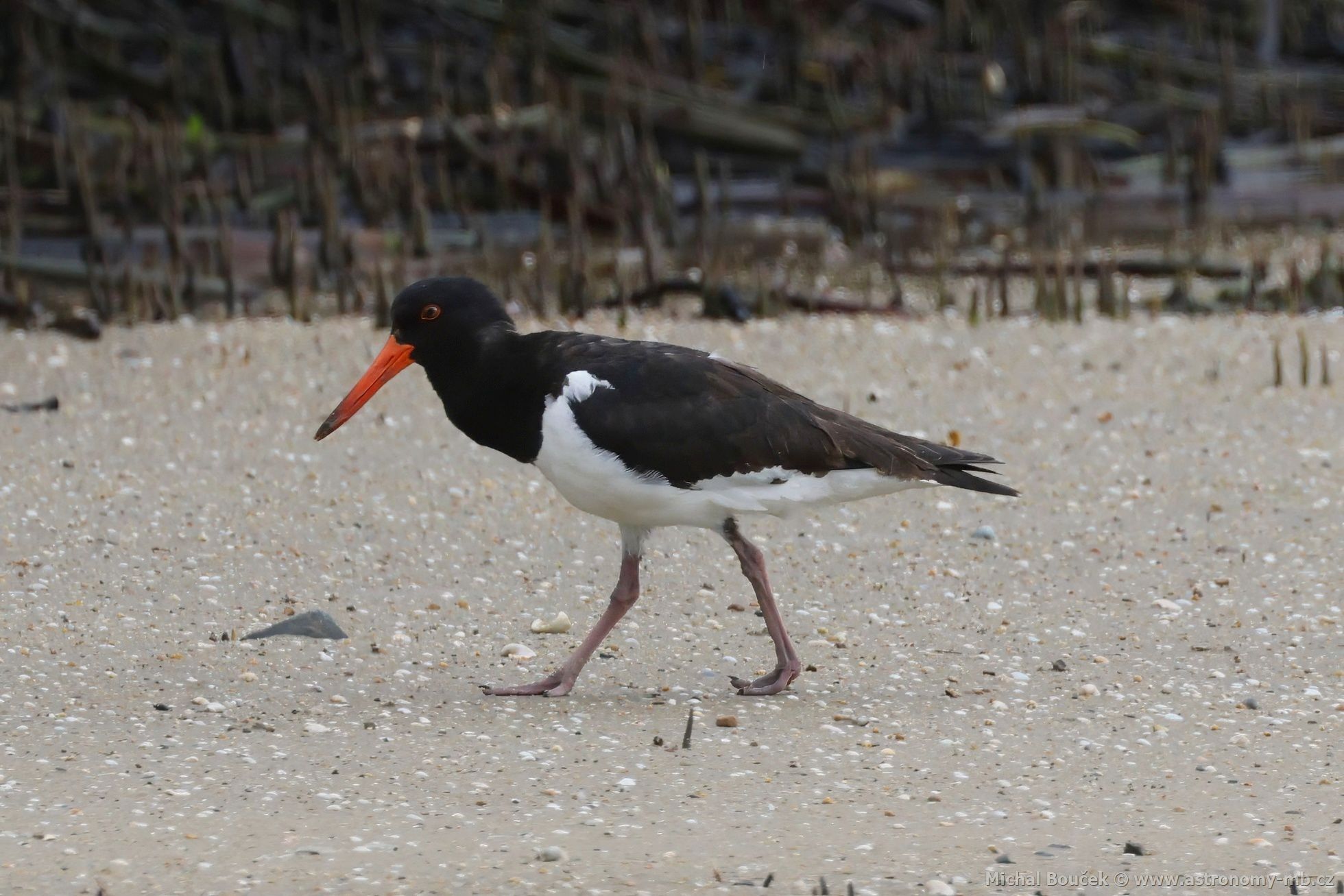 Ústiník dlouhozobý (Haematopus longirostris)