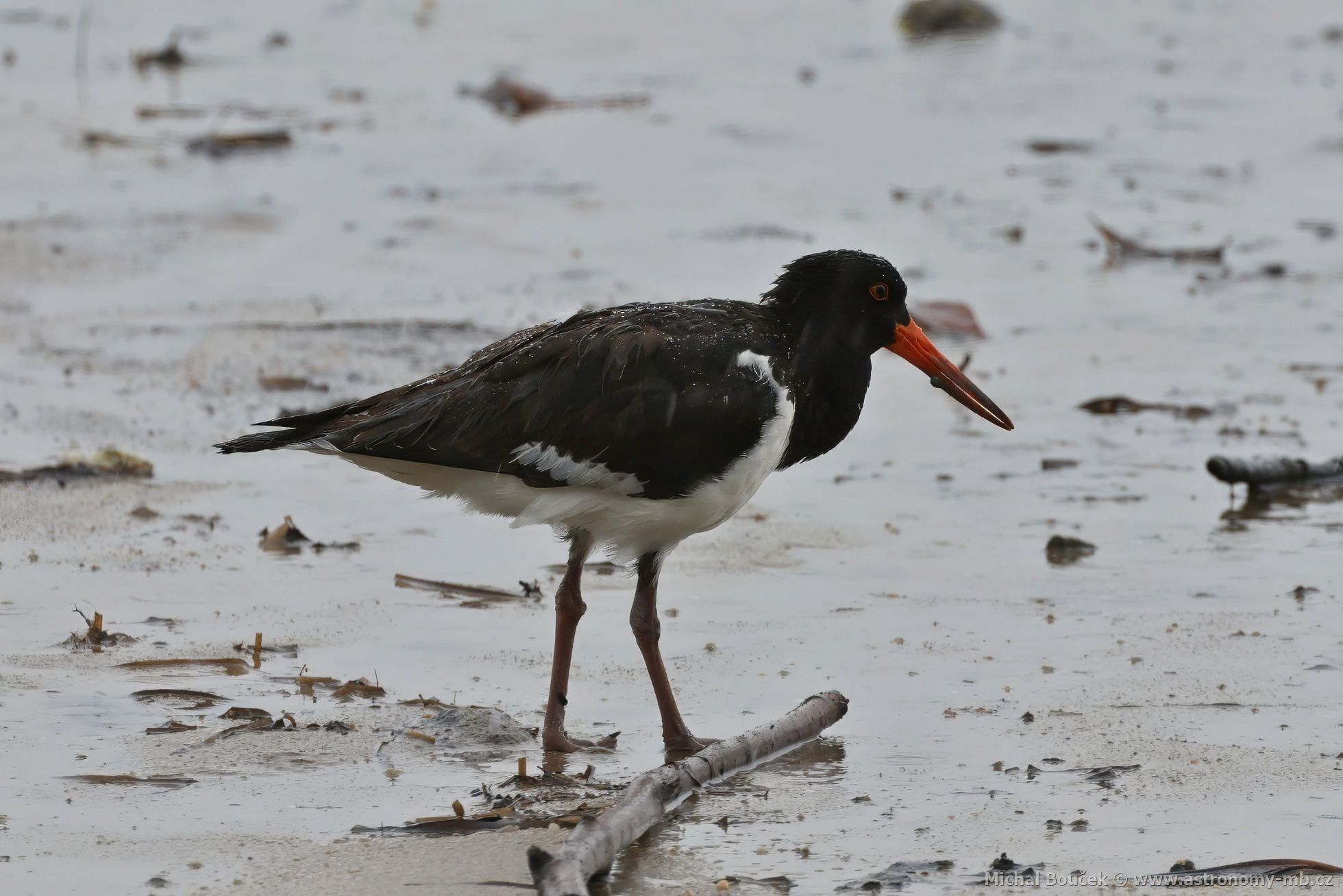 Ústiník dlouhozobý (Haematopus longirostris)