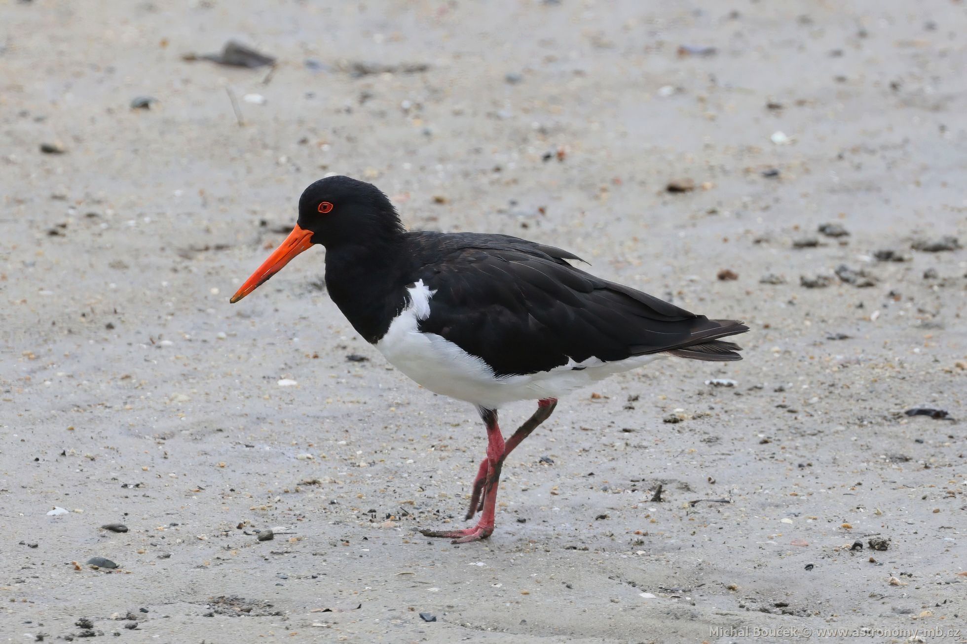 Ústiník dlouhozobý (Haematopus longirostris)