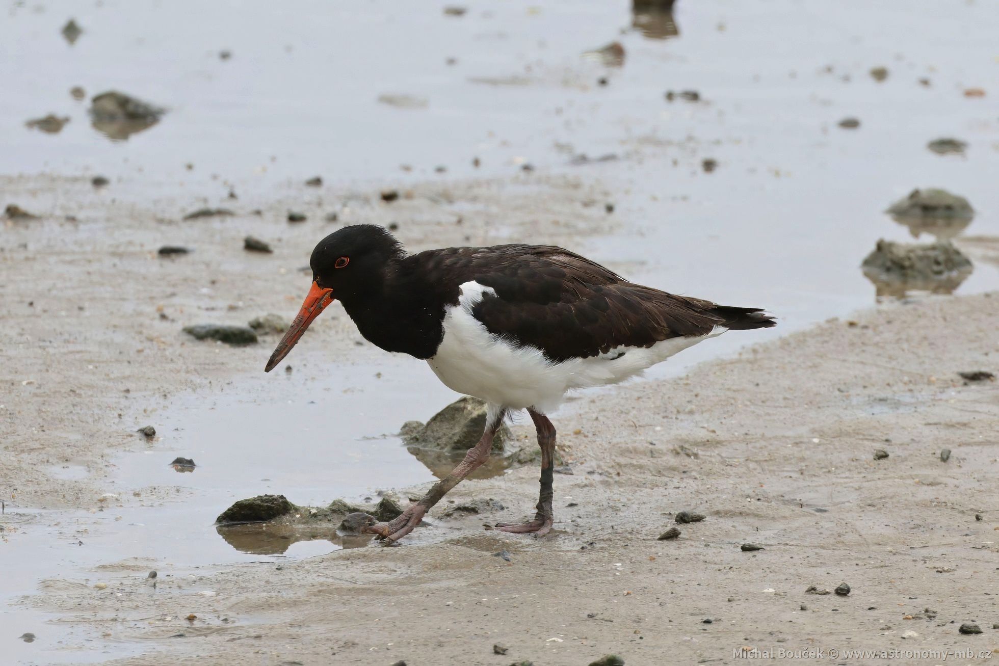 Ústiník dlouhozobý (Haematopus longirostris)