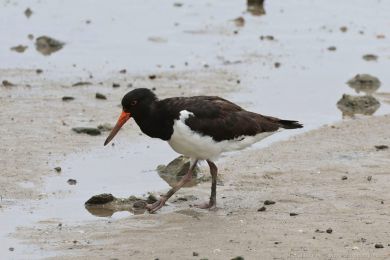 Ústiník dlouhozobý (Haematopus longirostris)