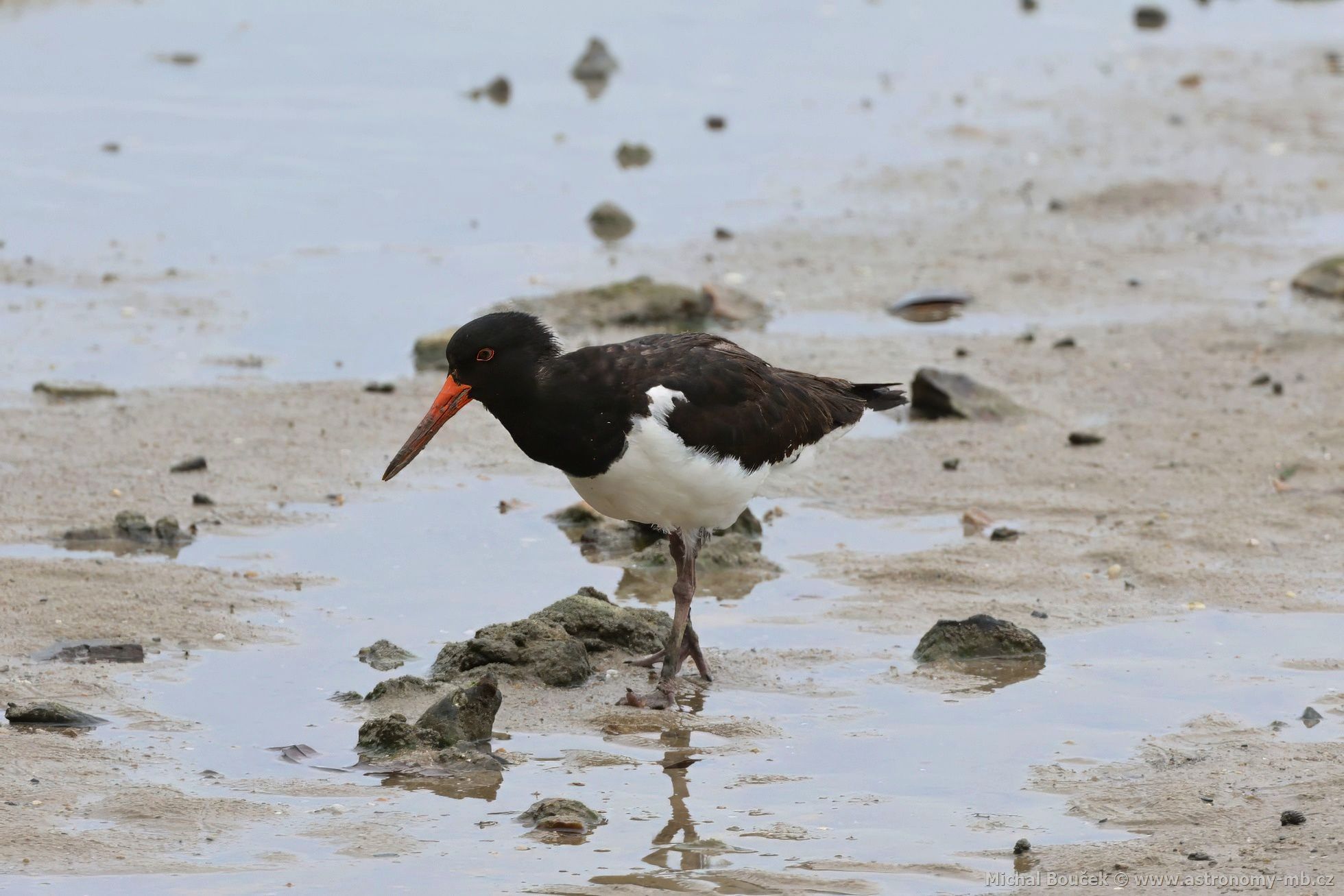 Ústiník dlouhozobý (Haematopus longirostris)