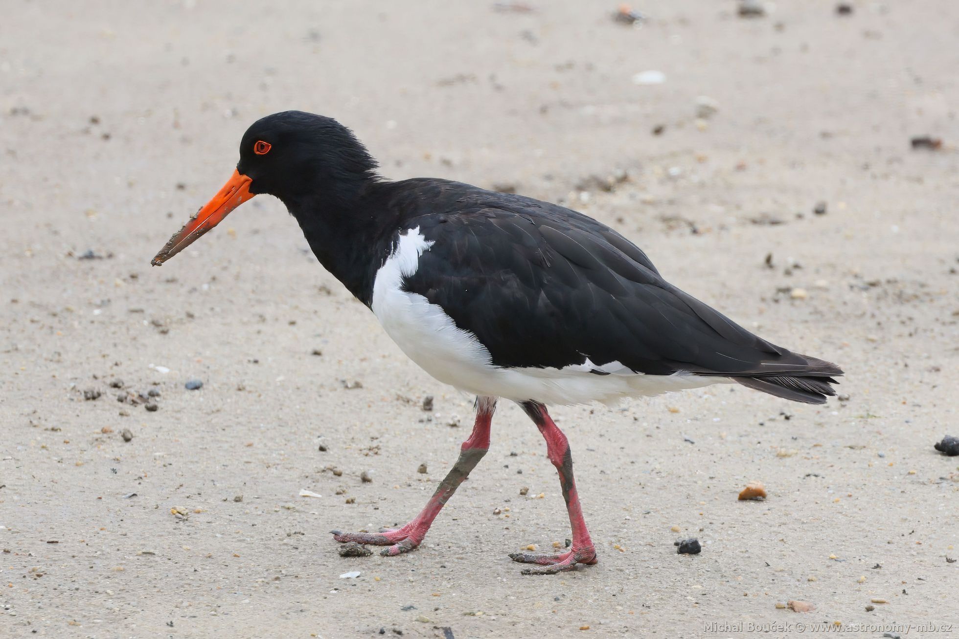 Ústiník dlouhozobý (Haematopus longirostris)