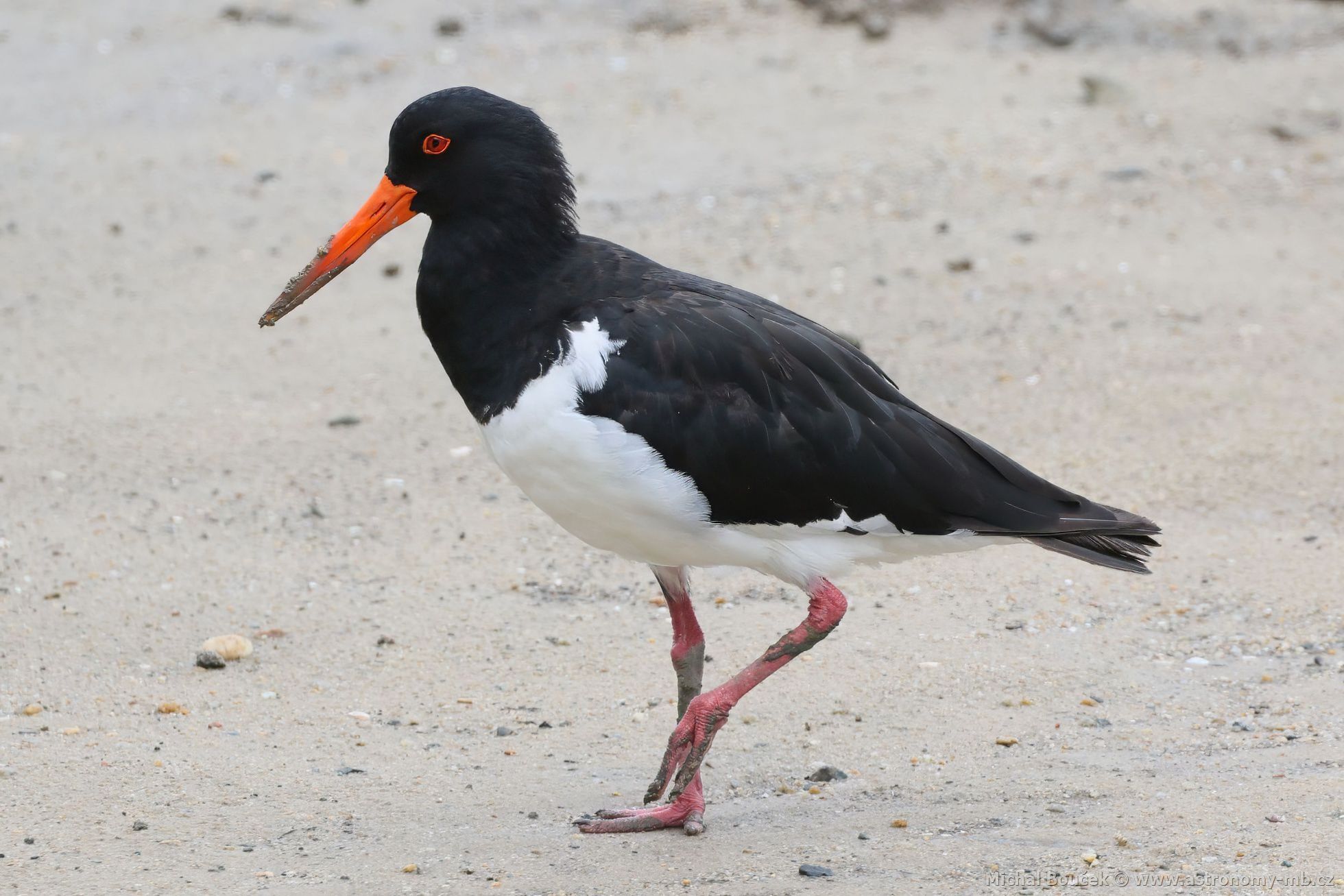 Ústiník dlouhozobý (Haematopus longirostris)