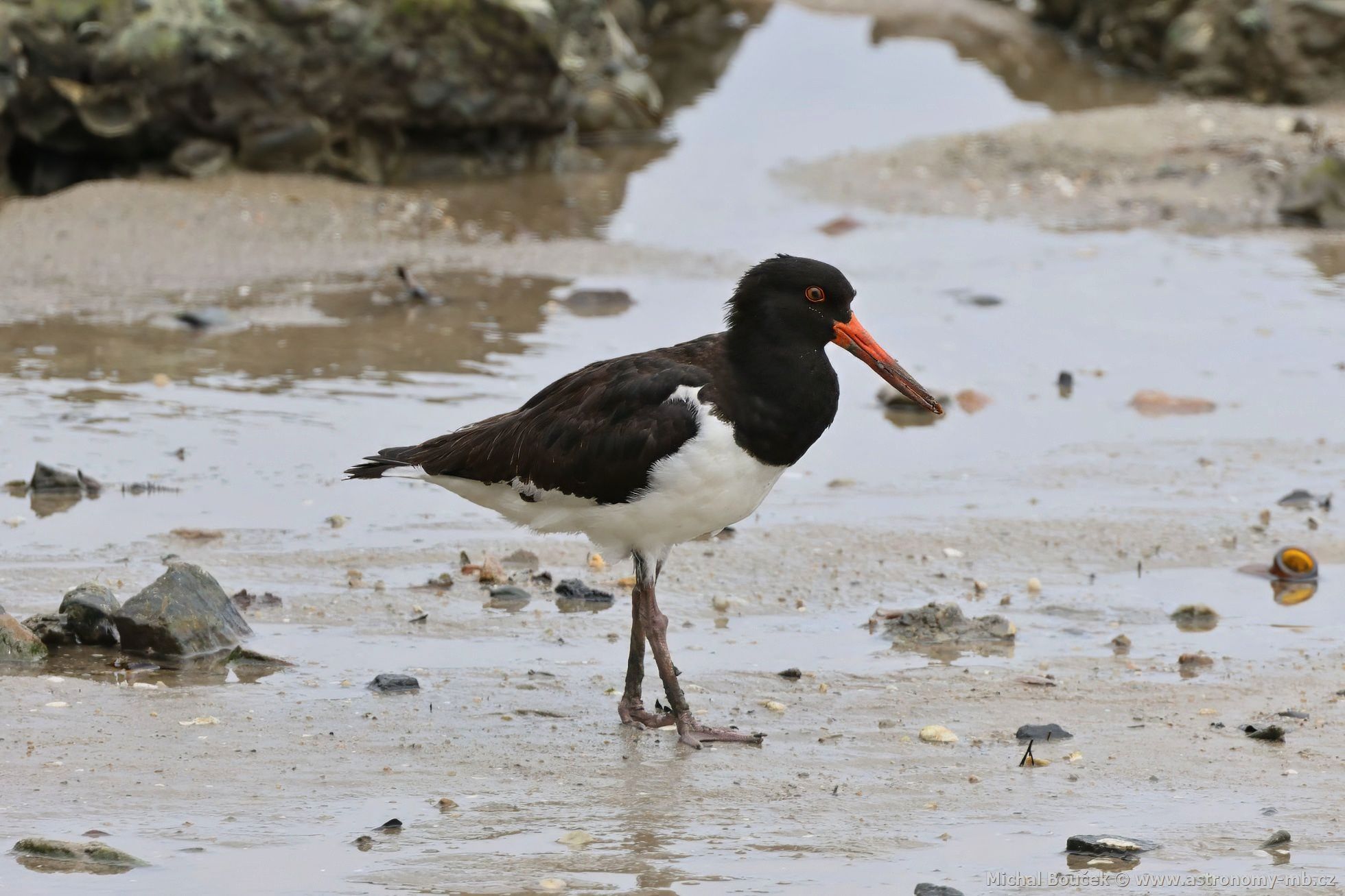 Ústiník dlouhozobý (Haematopus longirostris)