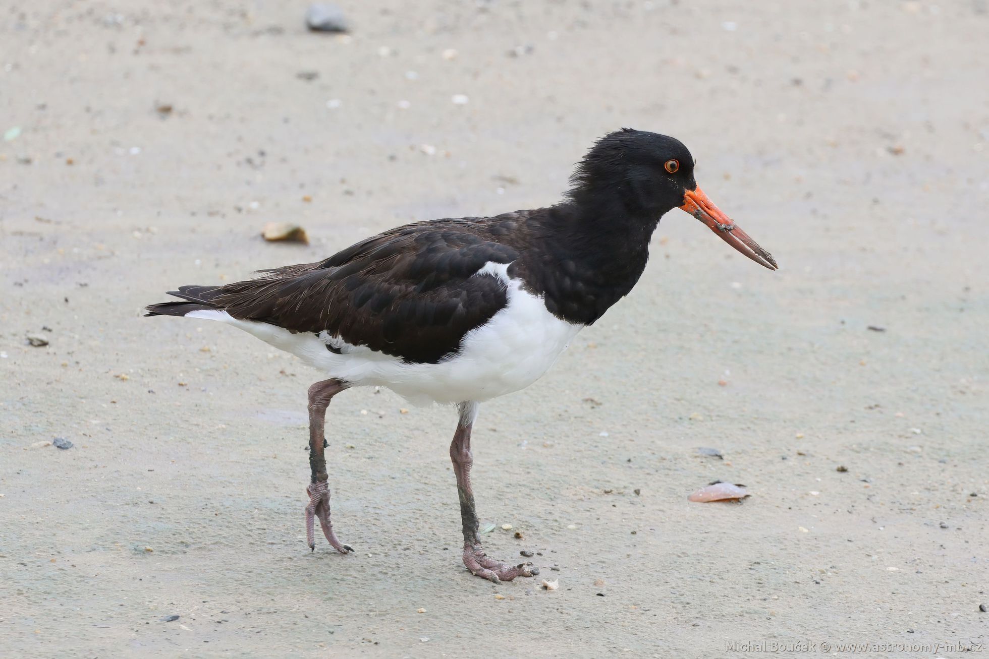 Ústiník dlouhozobý (Haematopus longirostris)