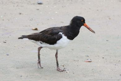 Ústiník dlouhozobý (Haematopus longirostris)
