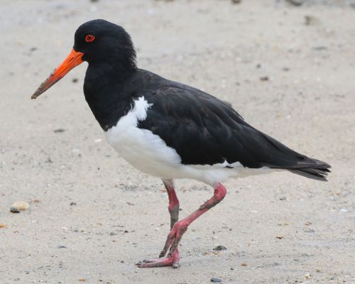 Ústiník dlouhozobý (Haematopus longirostris)