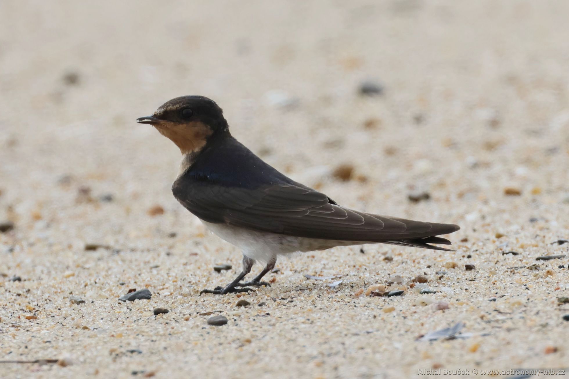 Vlaštovka obecná (Hirundo rustica)