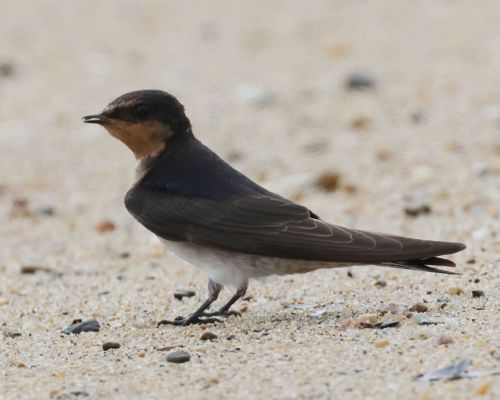 Vlaštovka obecná (Hirundo rustica)