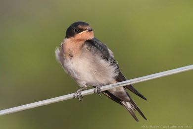 Vlaštovka šedobichá (Hirundo neoxena)