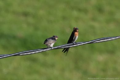 Vlaštovka šedobichá (Hirundo neoxena)