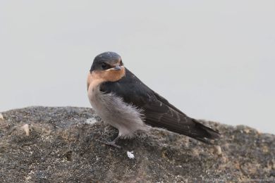 Vlaštovka šedobichá (Hirundo neoxena)