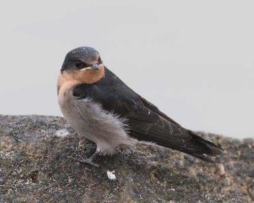 Vlaštovka šedobichá (Hirundo neoxena)