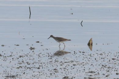 Vodouš íní (Tringa brevipes)