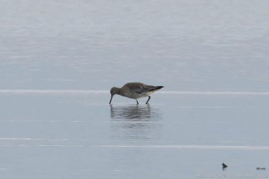 Vodouš íní (Tringa brevipes)