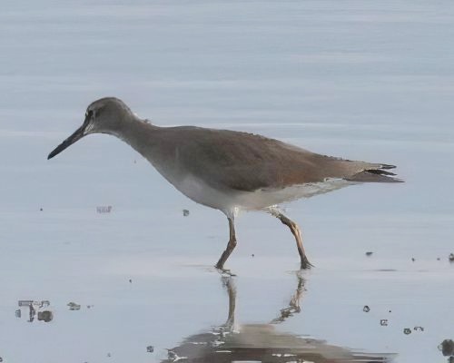 Vodouš íní (Tringa brevipes)