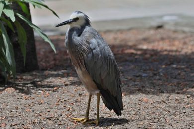 Volavka blolící (Egretta novaehollandiae)