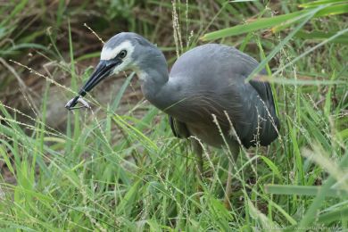 Volavka blolící (Egretta novaehollandiae)