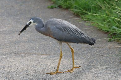 Volavka blolící (Egretta novaehollandiae)