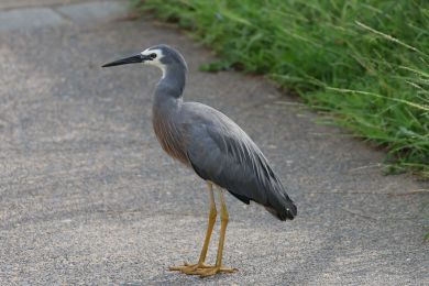 Volavka blolící (Egretta novaehollandiae)