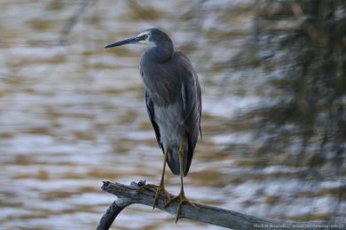 Volavka blolící (Egretta novaehollandiae)