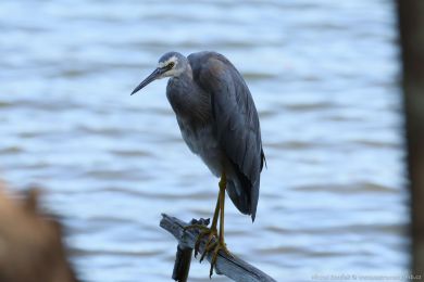 Volavka blolící (Egretta novaehollandiae)