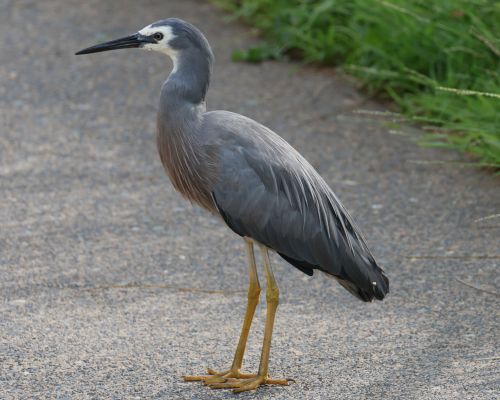 Volavka blolící (Egretta novaehollandiae)