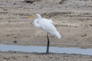 Volavka bílá jihoasijská (Ardea alba modesta)